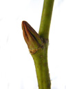 plane tree (platanus acerifolia), axillary bud, buds longitudinally furrowed